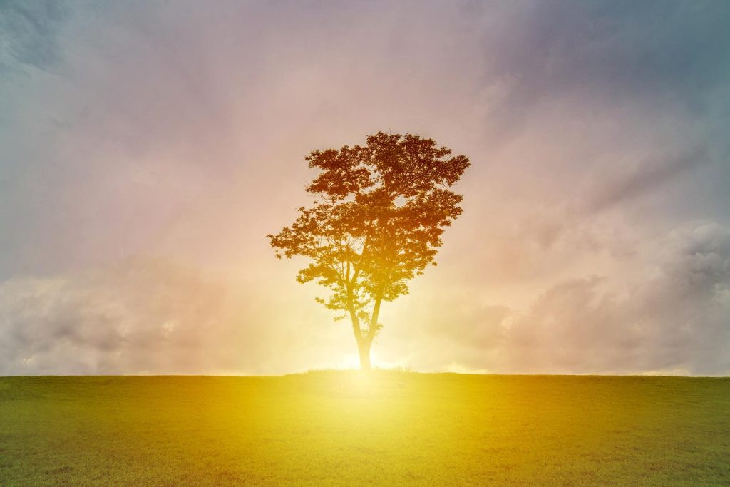Solitary tree silhouetted against a radiant sunrise on an open field, symbolizing awakening, clarity, and inner light