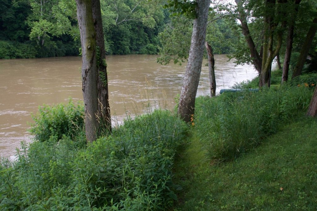 A swollen, muddy river rushing past lush green trees and overgrown riverbank vegetation in summer